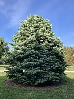 Abies concolor at Founders Green.