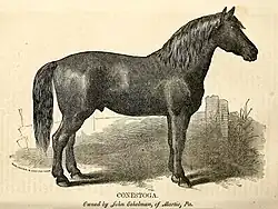 engraving of a horse