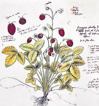 Drawing of wild strawberry in Historia platarum