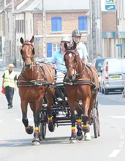 Two drivers driving two-horse carriage on city street