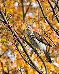Cooper's hawk immature