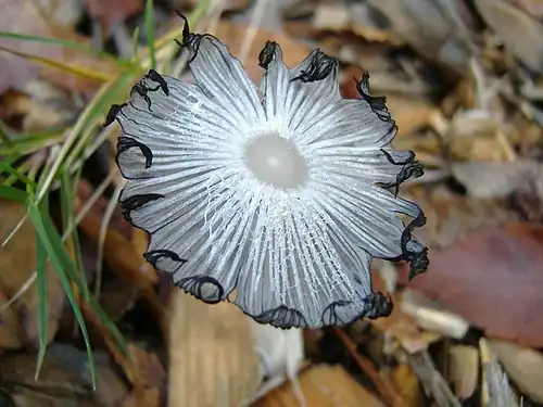 Cap of a mature specimen with deliquescing gills
