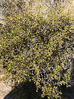 A small prostrate shrub with green leaves