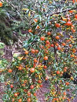 Leaves of the plant with some orange berries