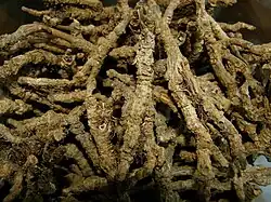 Rhizomes partly prepared for herbal medicines