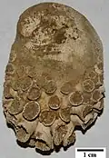 Coral growing on a Crepidula sp. (slipper snail) from the Yorktown Formation
