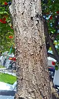 Trunk of Cordia sebestena