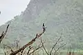 Cormorant resting on a dried tree in the lake