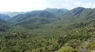 Mountains and forest west of Paradise, Arizona.