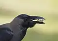 House Crow swallowing bread in Kuala Lumpur.
