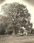 The Council Oak