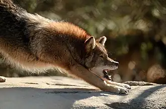 A stretching coyote