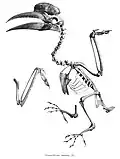 Skeleton
