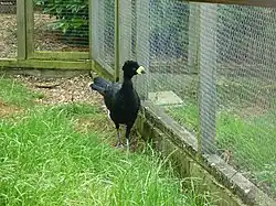 Male at Hamerton Zoo Park, England