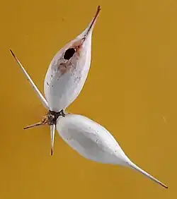 Domatia for symbiotic ants in swollen hollow spines of Vachellia seyal acacia