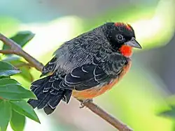 Crimson-breasted finch