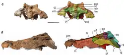 Lateral view of the Crocodylus sudani holotype skull, scalebar = 10 cm