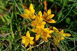 Crocus graveolens