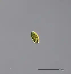 Cryptomonas, common algae in fresh waters worldwide