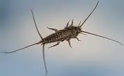 A top-down photo of a silverfish