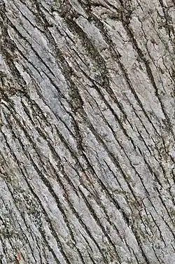 Bark