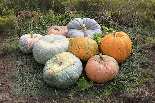 Two bright orange C. pepo pumpkins, centre right; the rest are squashes, C. maxima