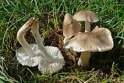 Cuphophyllus fornicatus