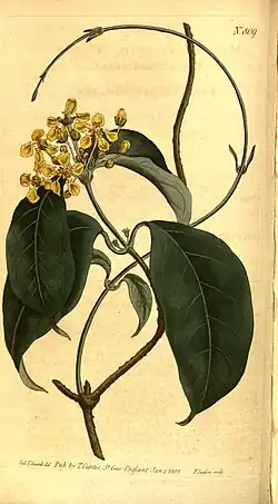 A yellow flower with large green leaves
