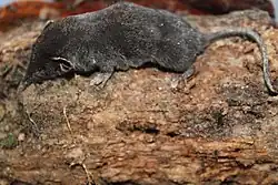 Gray shrew