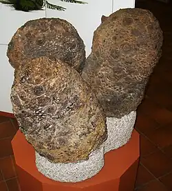 Cycadeoidea_sp