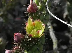 Detail of the flower and some budding flowers on var. californica.