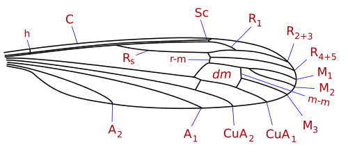 Cylindrotoma wing veins: Nematocera