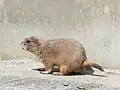 Prairie dog