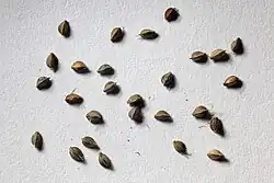 Cyprus fendlerianus seeds, set on a surface