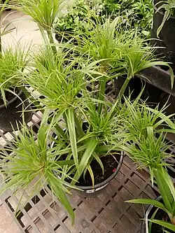 Papyrus - Cyperus papyrus 'Baby Tut'
