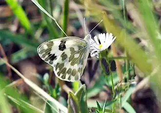 P. d. moorei, India