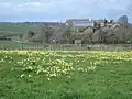 Typical wild daffodil field off the trail