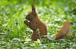 A squirrel holds a leaf to its mouth
