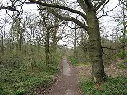 Darenth Wood