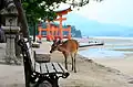 Deer near the torii gate