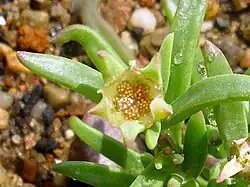 When the valves of their seed capsules open, the seeds of Delosperma are exposed, and not covered by any membrane or covering.