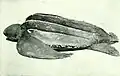 Leatherback sea turtle