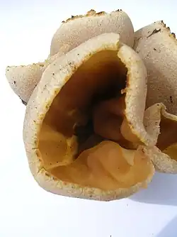 Fine detail of the cup fungus surface