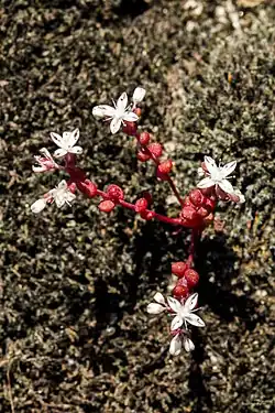 In bloom at Arabia Mountain, Georgia