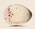 Egg