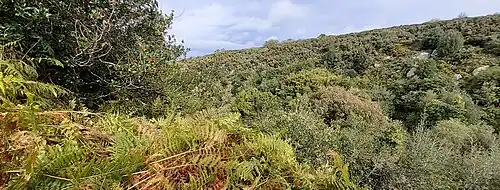 The glen in September