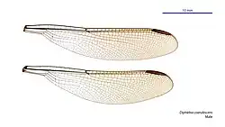 Male wings