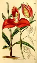 1844 plate by Walter Hood Fitch from Curtis's Botanical Magazine