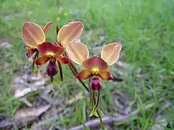 Diuris orientis