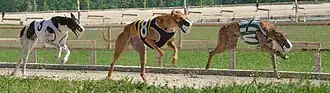 Greyhounds race down the front stretch